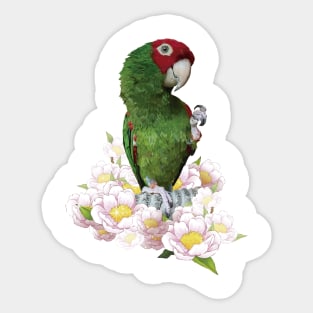 Red-masked Parakeet Sticker